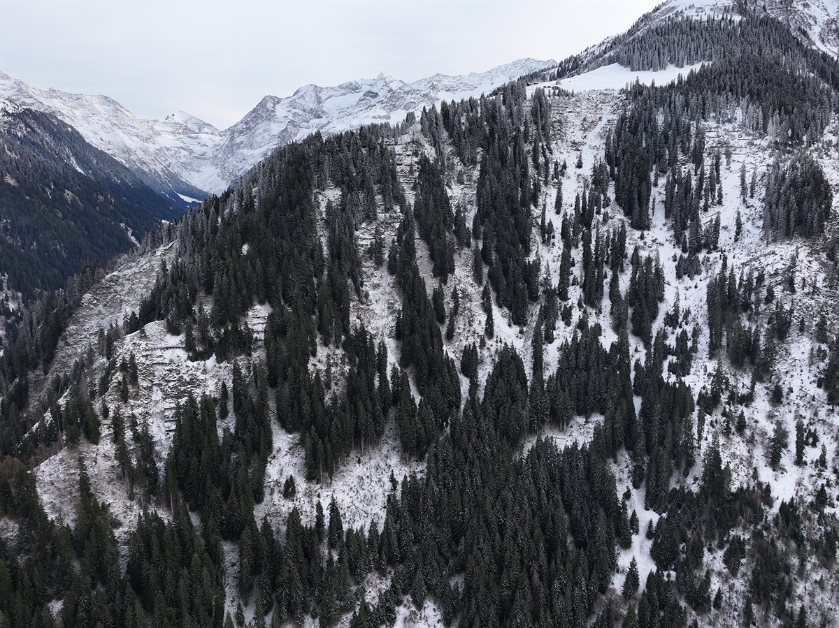 Wildschutzzaun zum Schutz vor Wildverbiss