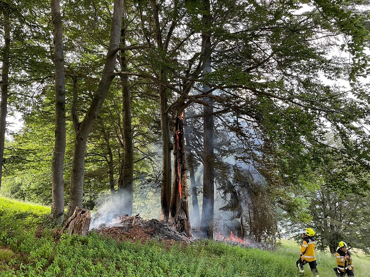 Brennende Bäume und zwei Feuerwehrleute