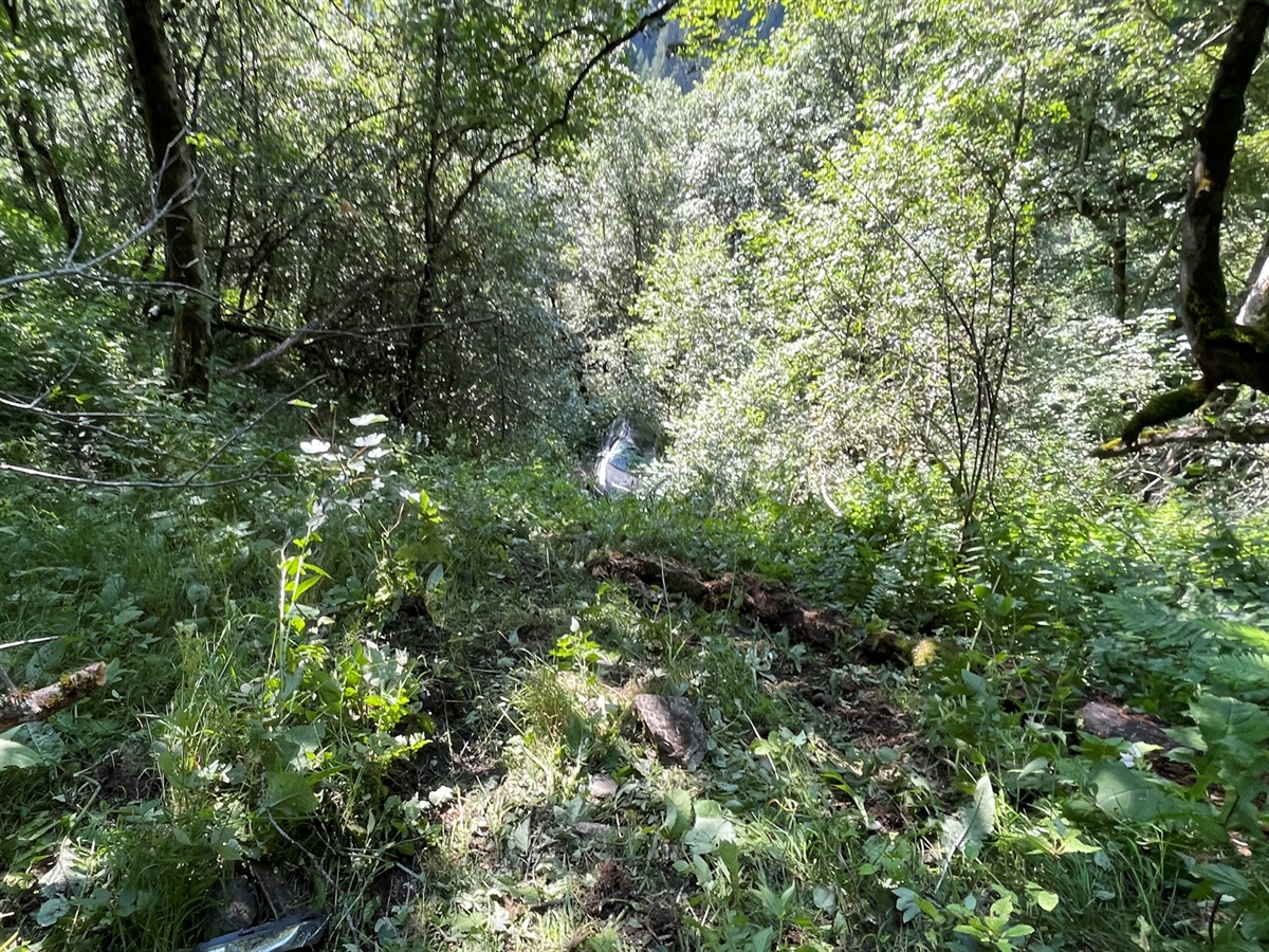 Mitten im Wald ist ein dunkles Auto erkennbar