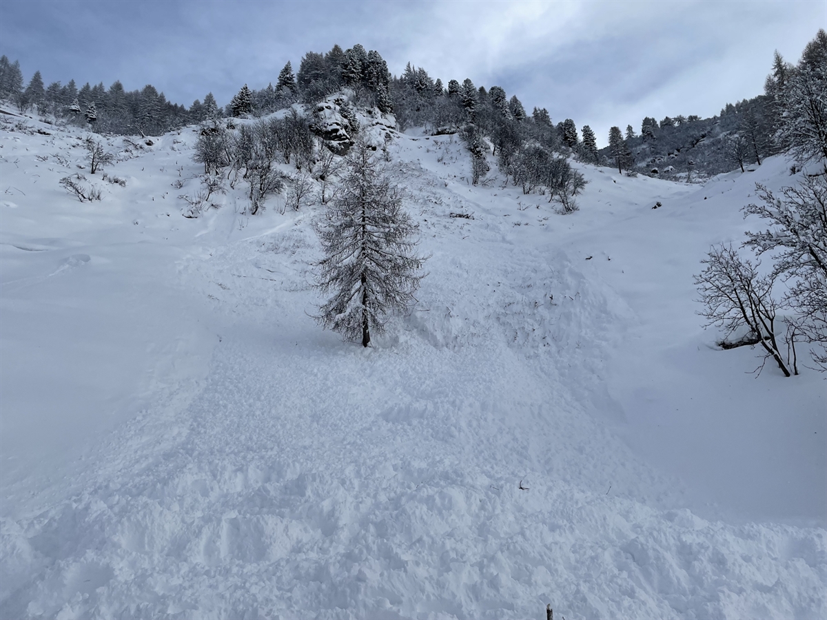 Der Lawinenhang oberhalb von Isola in Maloja. Die Schneemassen wurden durch einen Baum getrennt. Am unteren Bildrand der Aufgestaute Schnee.
