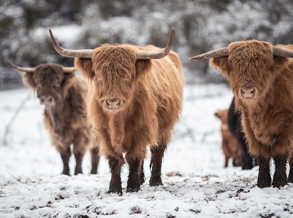 Begrüssungsbild Winter Hochlandrind