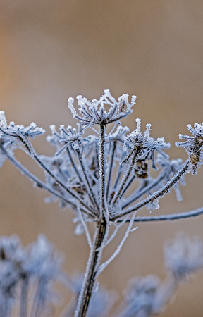 Begrüssungsbild Winter Blume