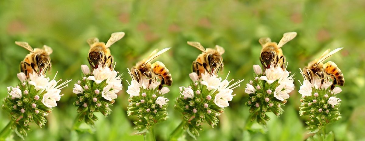 Bienenkommisärin